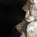 bat_longnosed_la_v_1058_ecu3138.jpg
